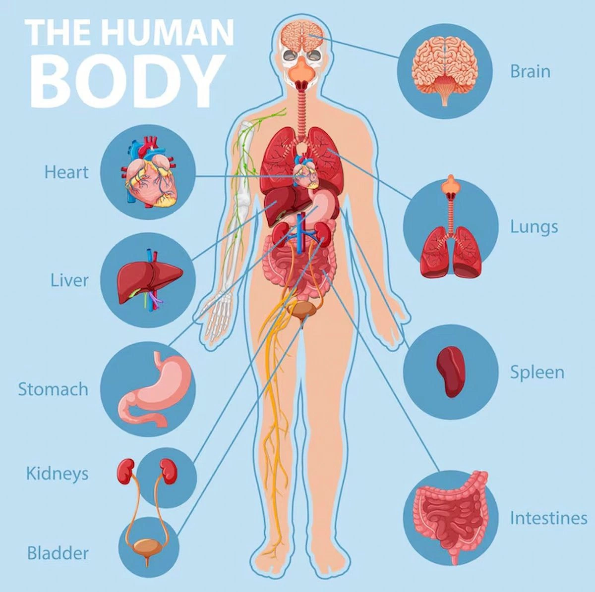 apprendre anatomie exercice pdf anglais corps humain