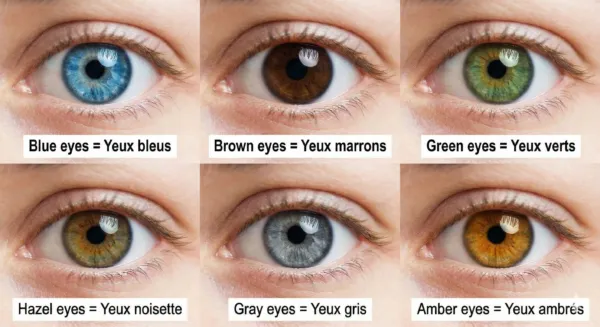 vocabulaire pour décrire une personne en anglais : Blue eyes = Yeux bleus Brown eyes = Yeux marrons Green eyes = Yeux verts Hazel eyes = Yeux noisette Gray eyes = Yeux gris Amber eyes = Yeux ambrés
