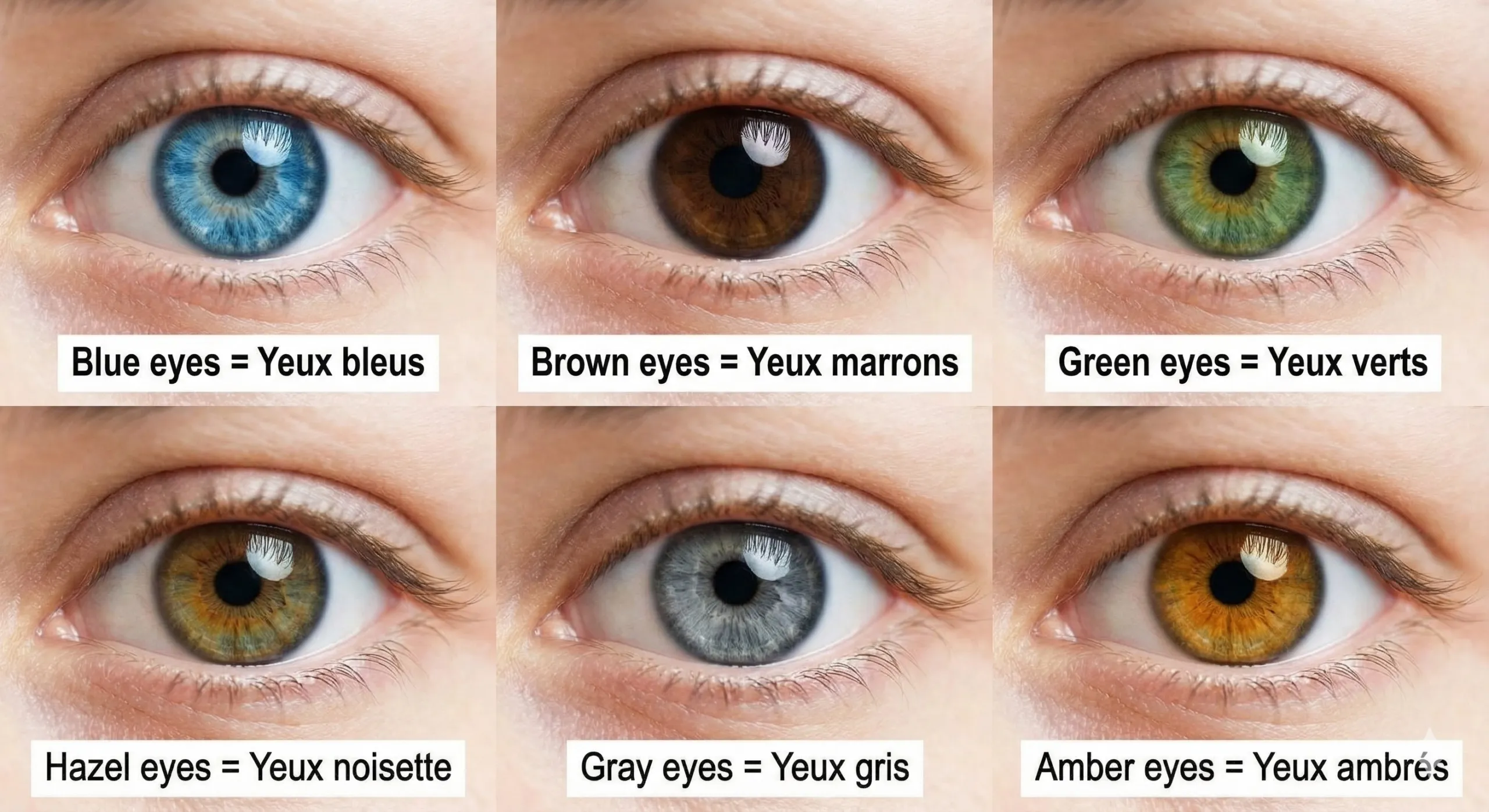 vocabulaire pour décrire une personne en anglais : Blue eyes = Yeux bleus Brown eyes = Yeux marrons Green eyes = Yeux verts Hazel eyes = Yeux noisette Gray eyes = Yeux gris Amber eyes = Yeux ambrés
